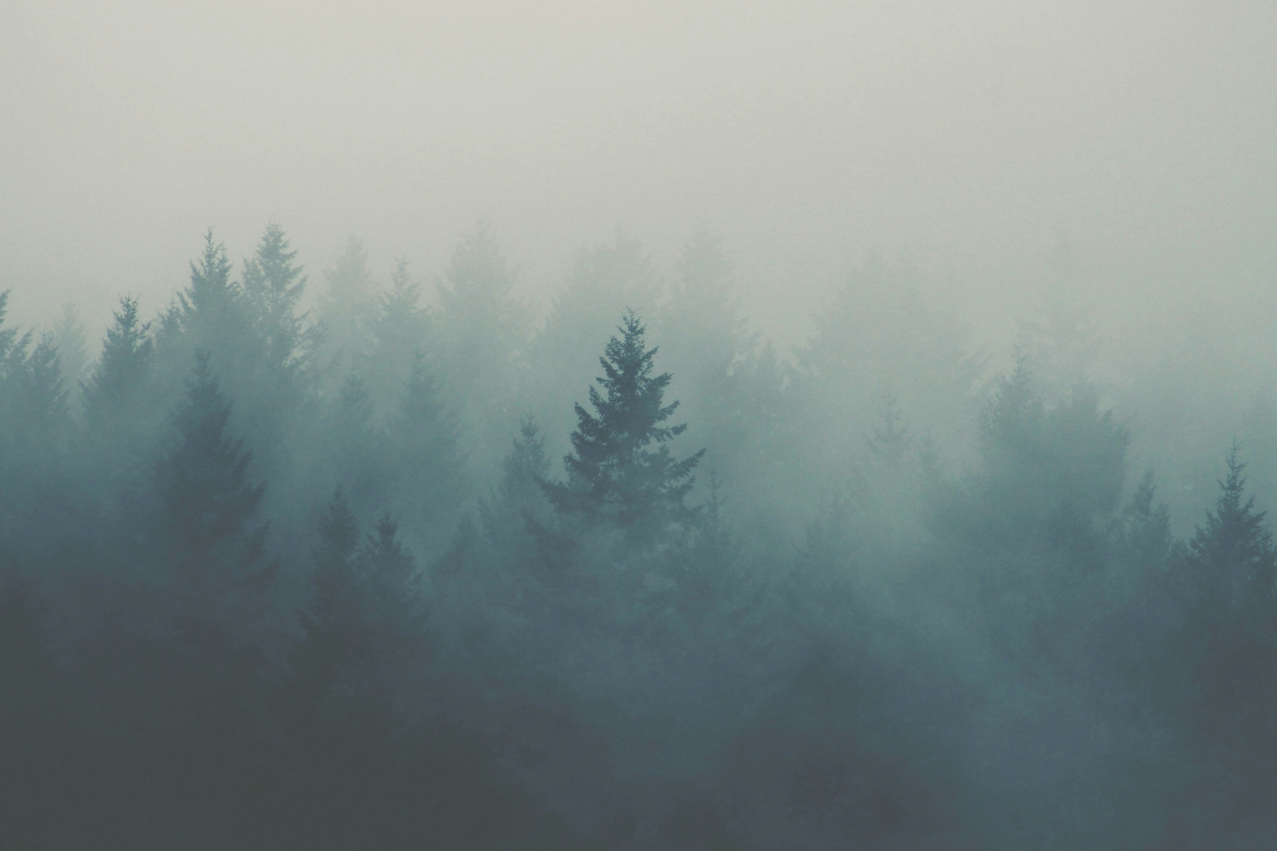 虫除けに殺虫剤を使いたくない